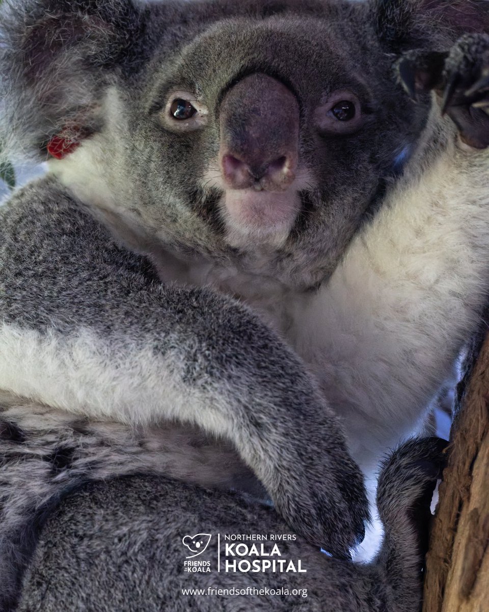 Friends_Koala's tweet photo. Living the dream: Charlotte has zero plans today, beyond being fed, admired, and left entirely undisturbed. 🐨🌸 https://t.co/MU0x0kO7Xx
