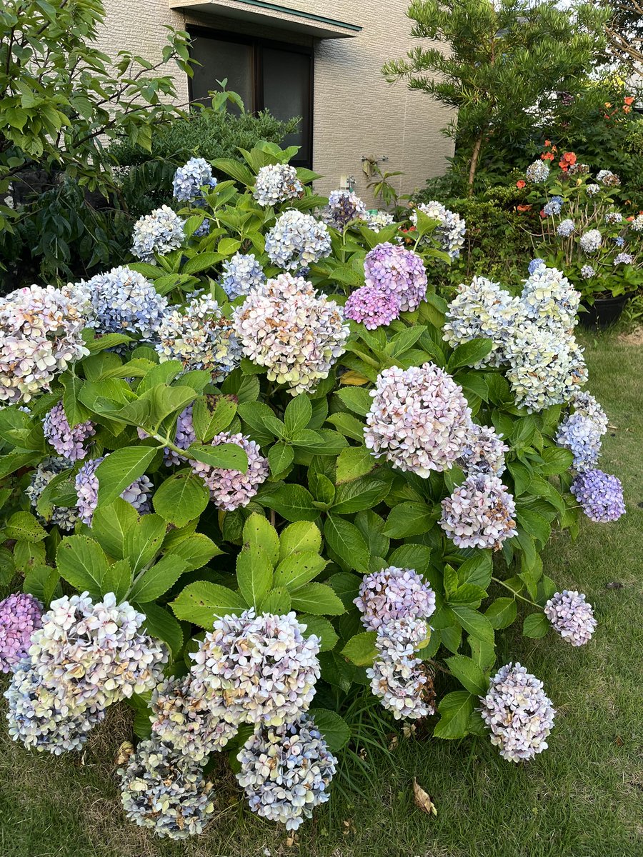 takutyan_iris's tweet photo. アジサイも終わりですね
また季節は進む

今日も暑くなりそうです
皆様、熱中症などにお気をつけて☺️ https://t.co/LrBpo5eOiT