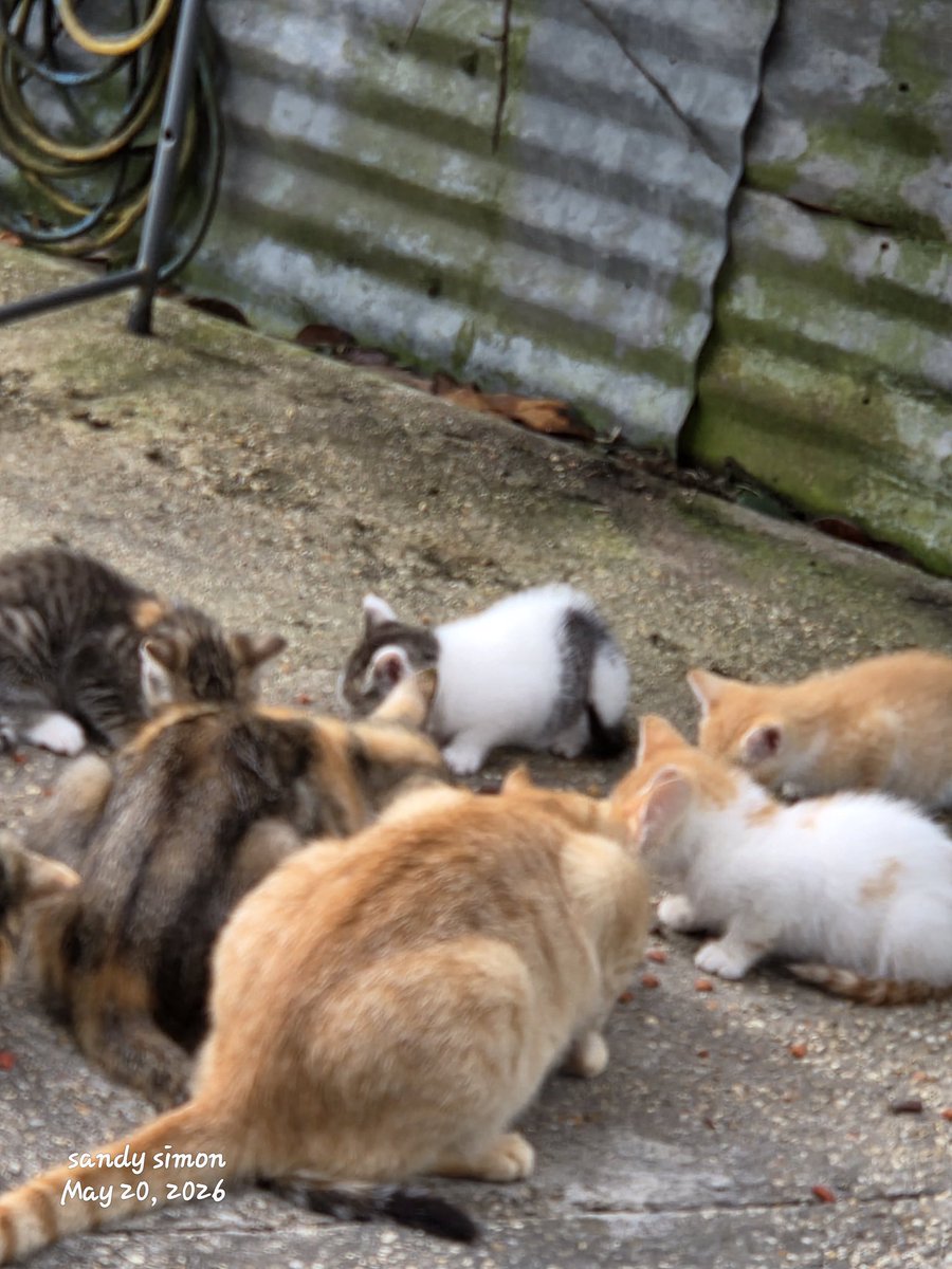 AlexBenjamnzzi's tweet photo. Do you prefer cat 🐈‍⬛ than dog 🐶 https://t.co/CjM3s8MduF