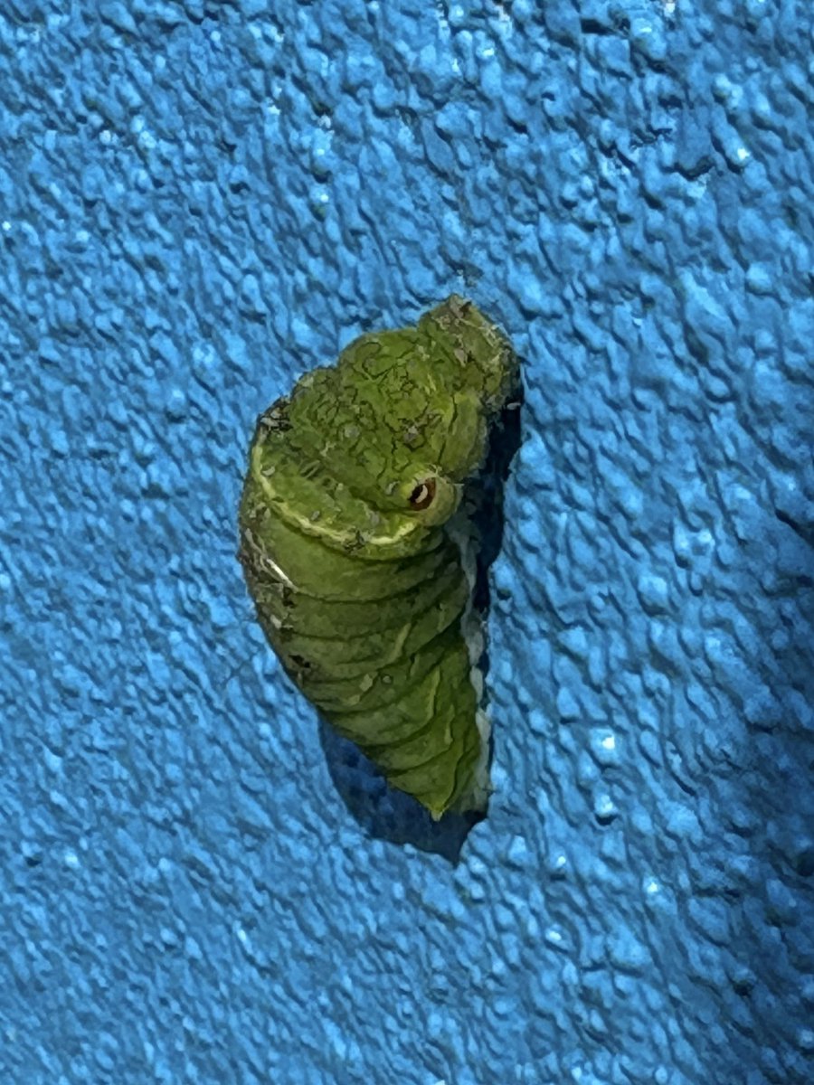 m_sshhrr's tweet photo. 職場の外壁に。君、そんなところで蛹になってもカラスに食べられちゃうよ。近くの木に移してみたが羽化するかな…… https://t.co/mqtKnvM9Vo