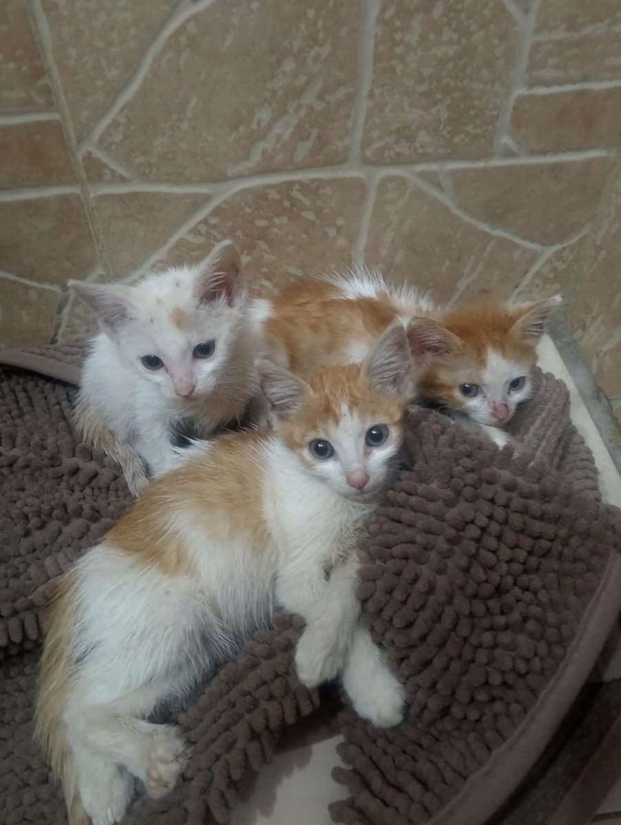 apoyocanino's tweet photo. Buscan hogares 💖 
Se encuentran en Caracas 
0412-2956607 https://t.co/lVNERmaAaR