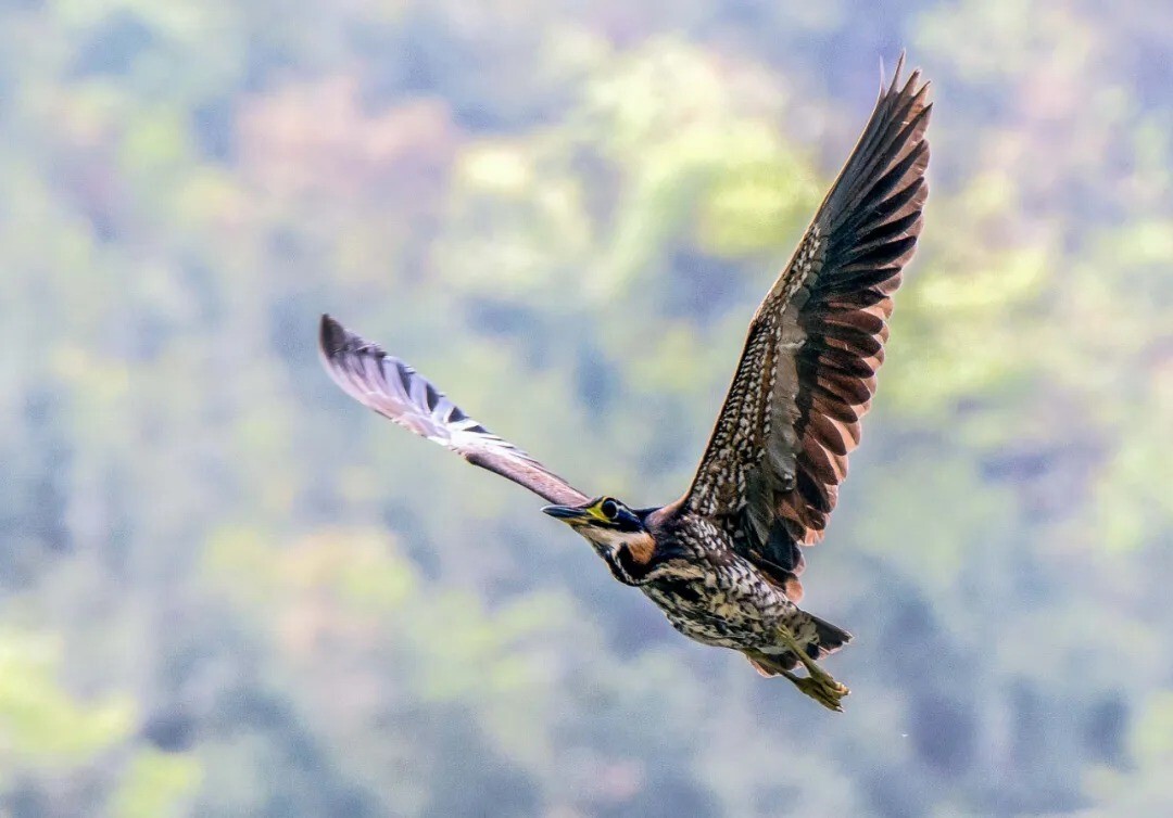 thisisGBA's tweet photo. #Biodiversity | 🦅🌿 A white-eared night heron, a first-class nationally protected species in China, has been documented for the very first time in Nankunshan Provincial Nature Reserve in #Longmen County, #Huizhou!
Photographed by a nature enthusiast in a secluded valley, this sighting marks the reserve's first wild record of the elusive bird since its establishment and only the second known wild site for the species in Huizhou.
Click to know more: https://t.co/1kq8dQkdkN
#NankunMountain #RareSpecies #WildlifeConservation #GuangdongBiodiversity #EcoChina #Guangdong #China