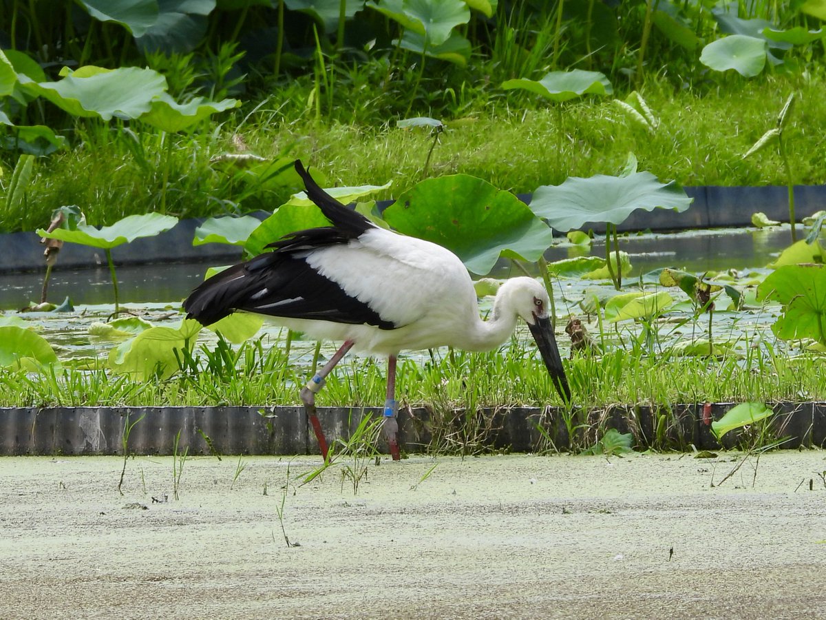narutokounotori's tweet photo. 徳島県鳴門市大麻町 板野郡板野町 など にて 2026年7月8日 国の特別天然記念物 コウノトリ J0044 父親 ゆうひ J0480 母親 あさひ 、
幼鳥3羽 J1008 輝 てる J1009 元 げん J1010 なるひ など 元気に生活しています。
 
#徳島県 #鳴門市 #コウノトリ #徳島 #鳴門 https://t.co/e0G7kQjsEH