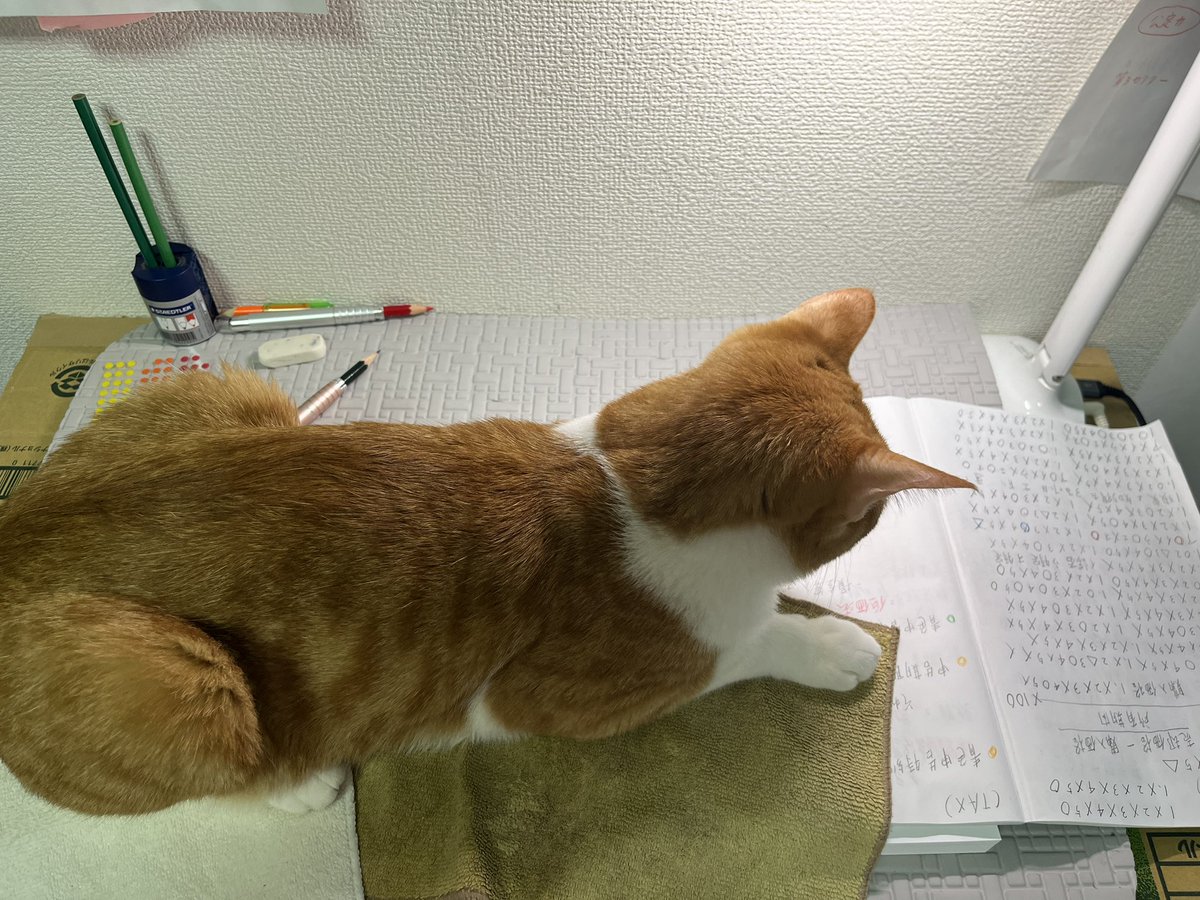 monmo1128's tweet photo. 宅建試験は10月、行政書士試験は11月、司法書士試験は2027年7月。時間が足りませんね〜 https://t.co/8fYFbxK1F9