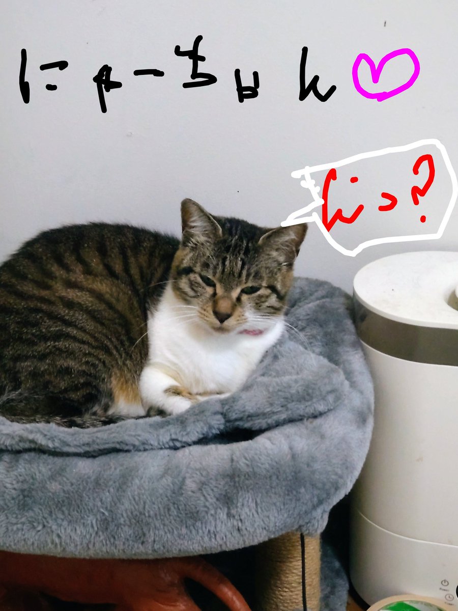 1987destroy's tweet photo. ニャーちゃんのご飯に､初めて猫用のかつお節(減塩)あげたら大喜びでした(*´艸`) https://t.co/0tBTWtABsI