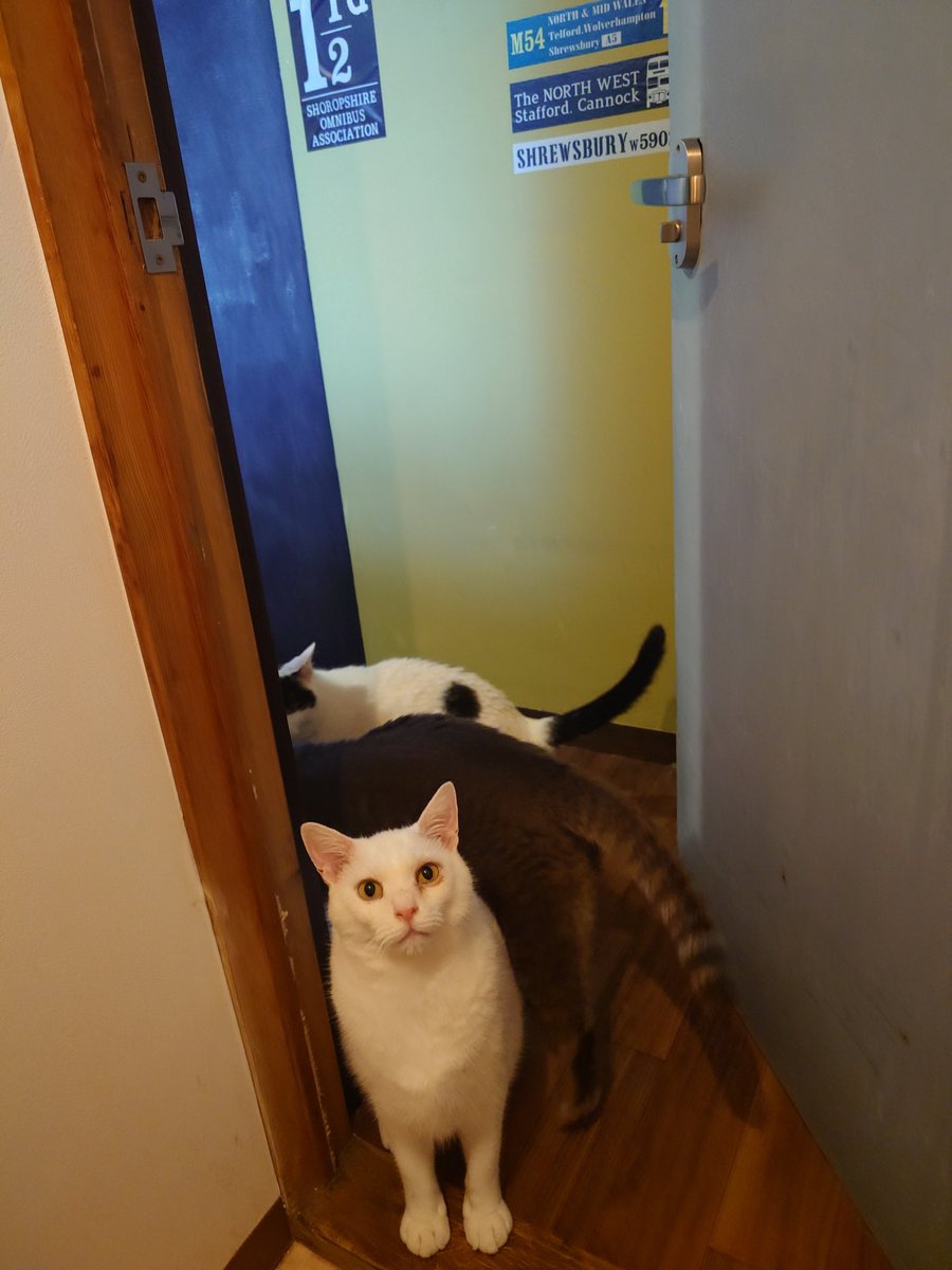 11totto22's tweet photo. トイレ中の猫たちによる厳重な警護。
ちょこはトイレ用具入れから、肩に乗って窓の狭い縁に乗る。
大体トイレを終えて窓枠に乗ったままのちょこの鼓動を聴いて猫吸いがルーティン。
ご飯中の様子、四匹で同じタイミングで食べる事は少ない。 https://t.co/1dh743ClK9