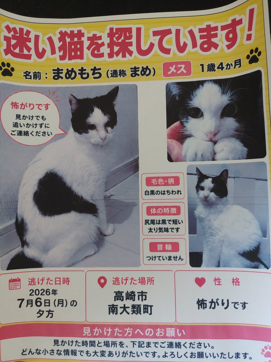 junkers_coming's tweet photo. 🐱拡散希望🐱
よろしくお願いします🙏
連絡は、DMまたは、リプでお願いします🙏 https://t.co/lWlUpc511G
