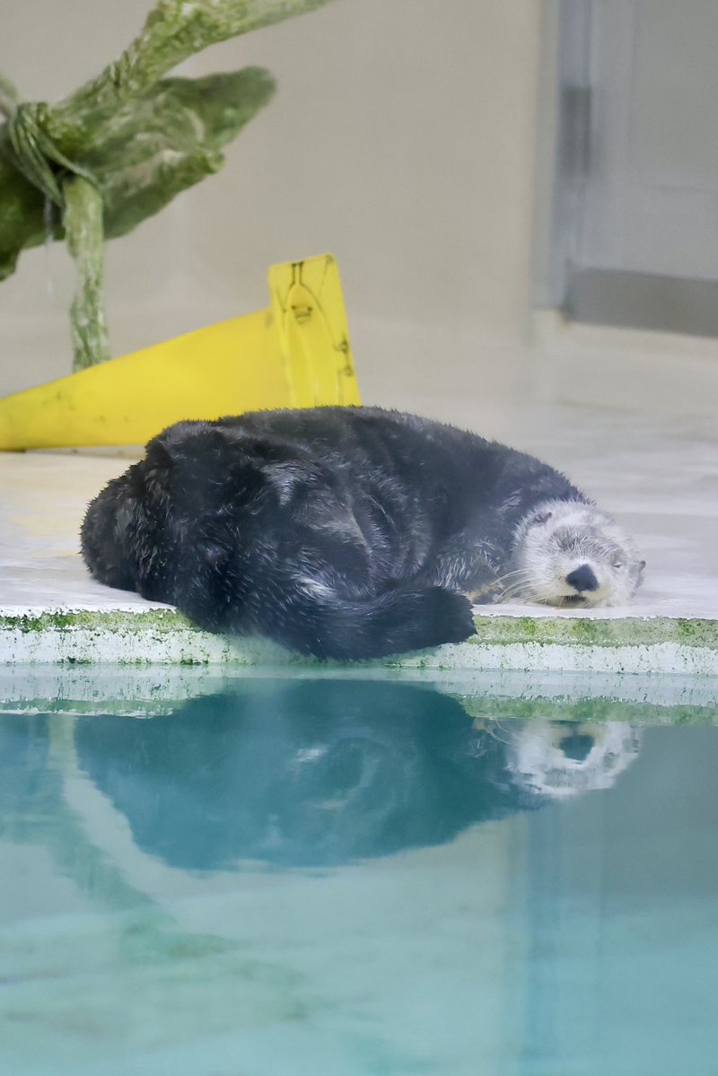 逆さキラちゃん」🗻 #鳥羽水族館 #ラッコ #キラちゃん #キラ