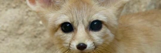 AssistantFreya's tweet photo. //❦. I'm probably gonna draw Freya biting people who like this post sooooo...... 😋 https://t.co/ANYyUGhPmu