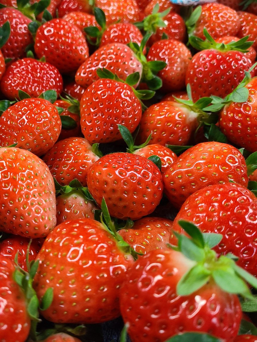 moritaka_farm's tweet photo. 朝のいちごの収穫🍓 https://t.co/03DG5aSpKb