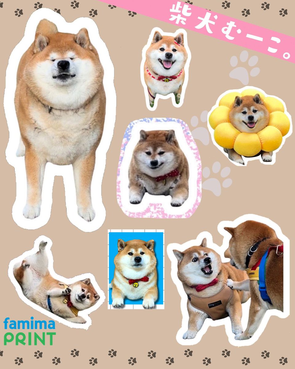 【希少】ポムポムプリン×柴犬まる　　実写ぷっくりシール 希少】ポムポムプリン×柴犬まる 実写ぷっくりシール 限定】ぷっくり