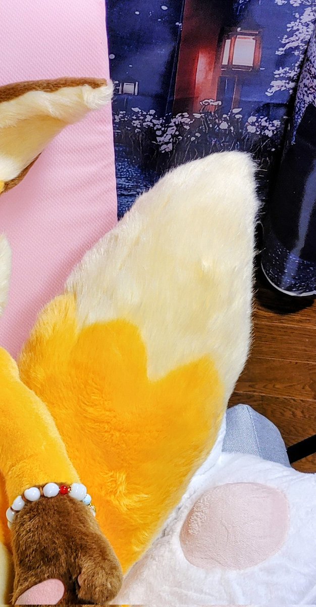 moonfairytail's tweet photo. ウチの子の名前は｢もか(萌花)｣にしました✨ 

しっぽがソフトクリーム🍦 みたいだからとか、そんな理由じゃないんだからね！
(⸝⸝⸝⩌⤚⩌ ) https://t.co/O5hGZwfNjp