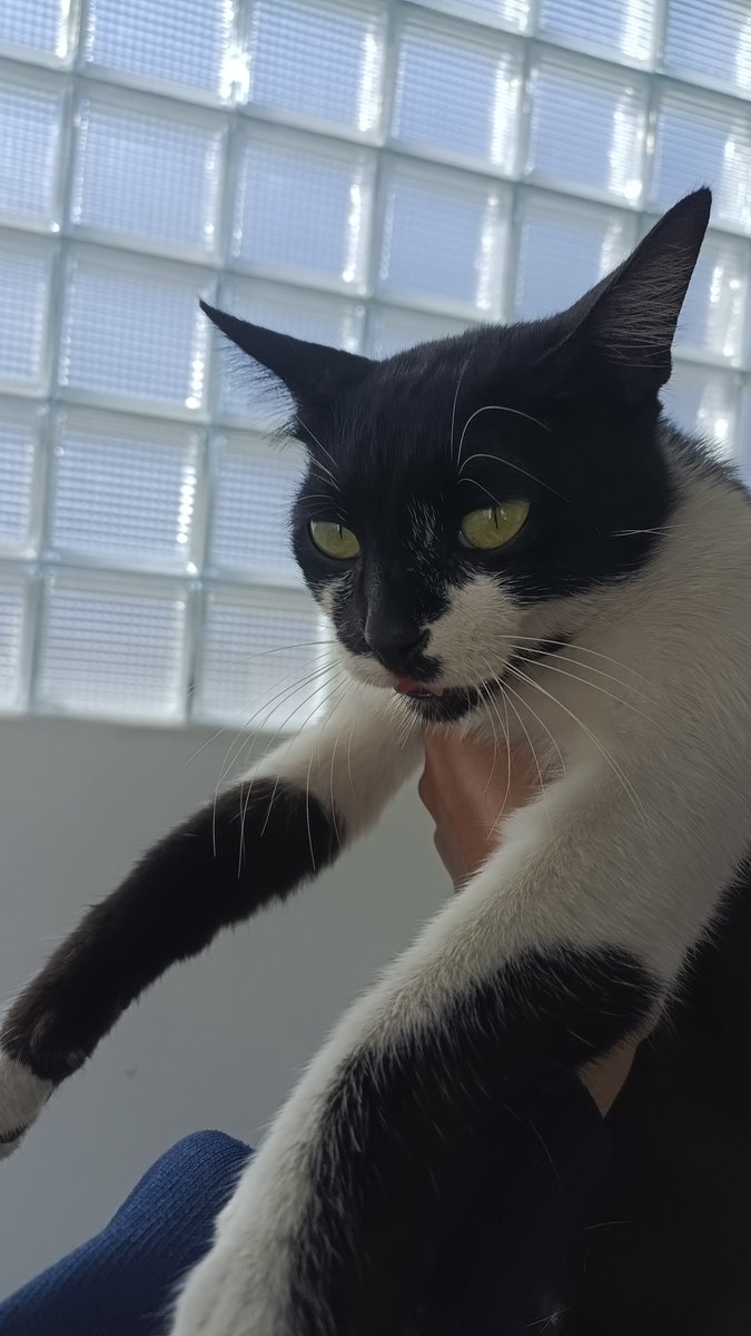 seirrevver's tweet photo. Menemukan kucing candramawa yang sangat manja 🖤🤍 >___< https://t.co/Qrft8EL7By