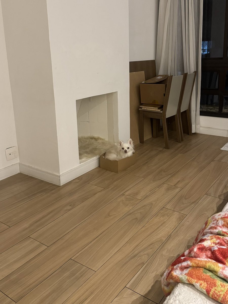 lorenaaorsi's tweet photo. quando sou cachorro mas fui criado com 4 gato https://t.co/1D3vgqHIVL