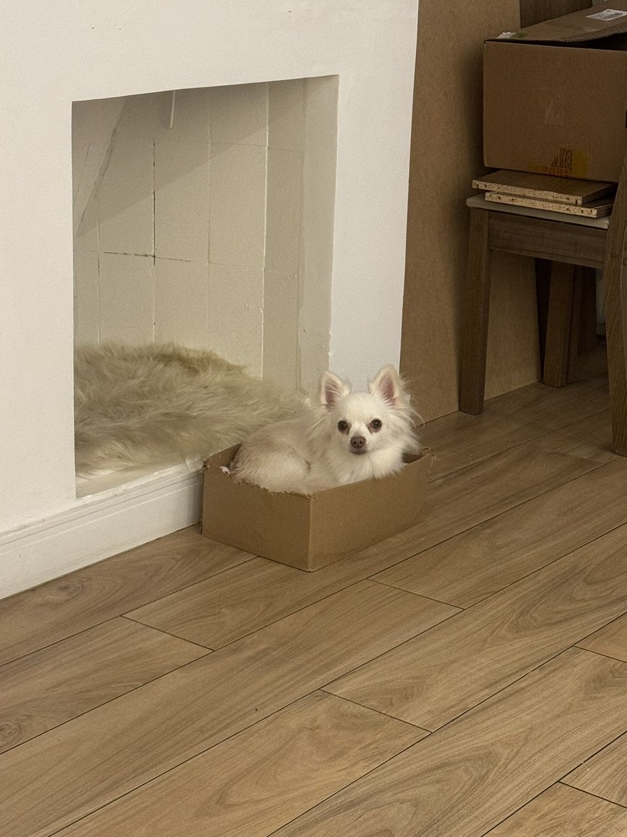 lorenaaorsi's tweet photo. quando sou cachorro mas fui criado com 4 gato https://t.co/1D3vgqHIVL