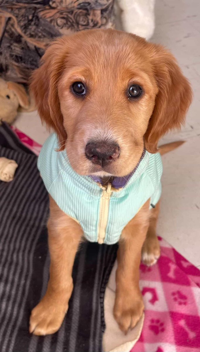 AnimalParaiso's tweet photo. En adopción bellísimo cachorrito de dos meses y medio de edad, está con vacuna y desparasitado.

Interesados escribir directamente al WhatsApp +56 9 4021 7474. #Casablanca #Valpo #Viña https://t.co/cZc9njozfd