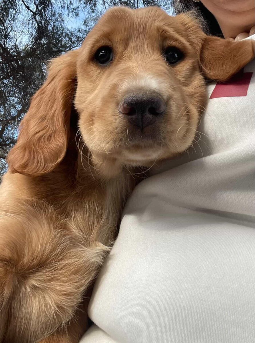 AnimalParaiso's tweet photo. En adopción bellísimo cachorrito de dos meses y medio de edad, está con vacuna y desparasitado.

Interesados escribir directamente al WhatsApp +56 9 4021 7474. #Casablanca #Valpo #Viña https://t.co/cZc9njozfd
