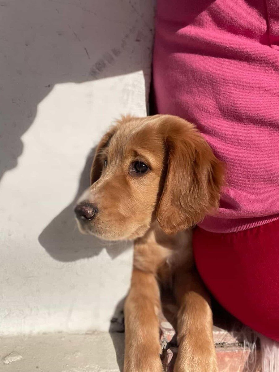 AnimalParaiso's tweet photo. En adopción bellísimo cachorrito de dos meses y medio de edad, está con vacuna y desparasitado.

Interesados escribir directamente al WhatsApp +56 9 4021 7474. #Casablanca #Valpo #Viña https://t.co/cZc9njozfd