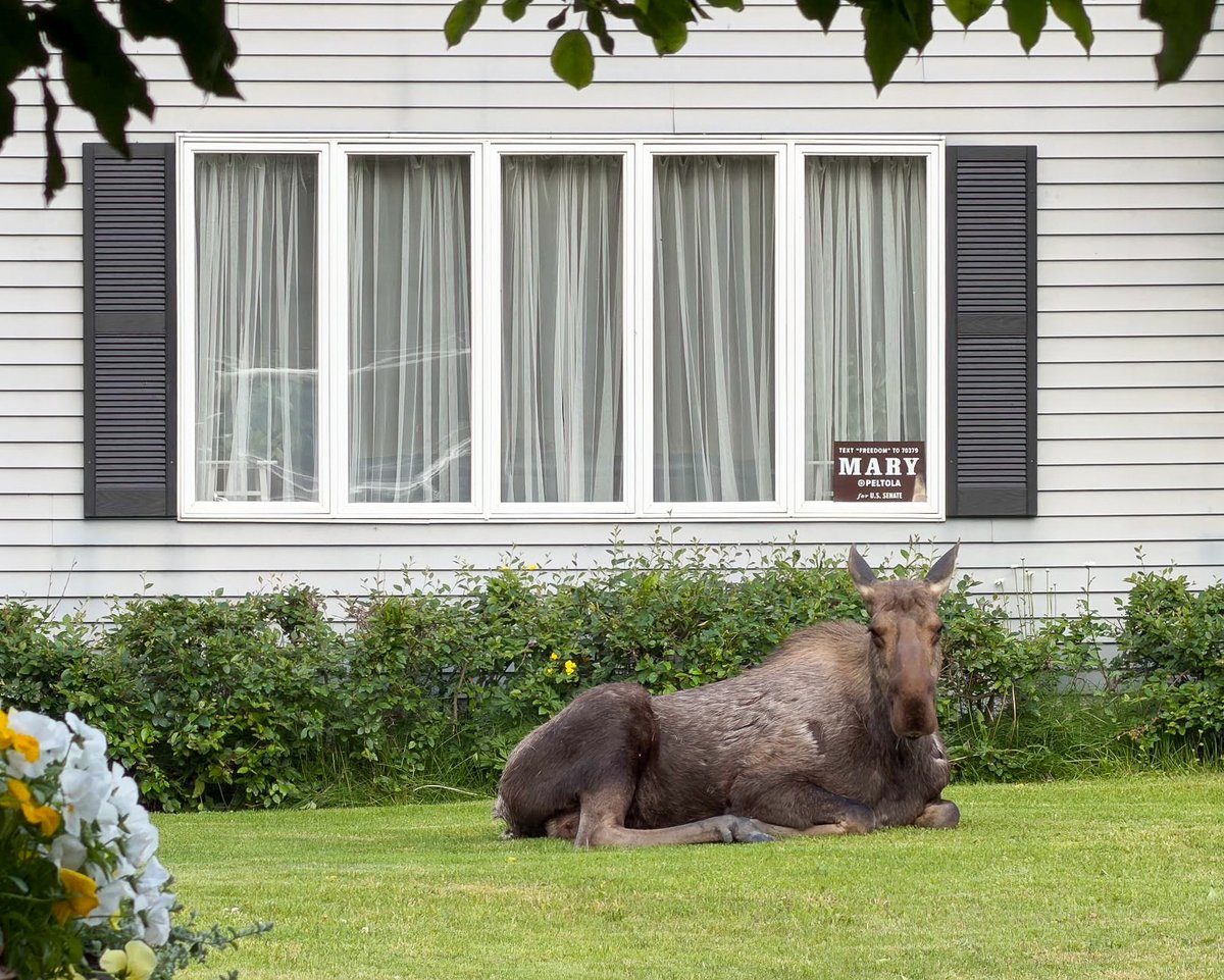 MaryPeltola's tweet photo. Moose for Mary! https://t.co/vafC9bz3cM