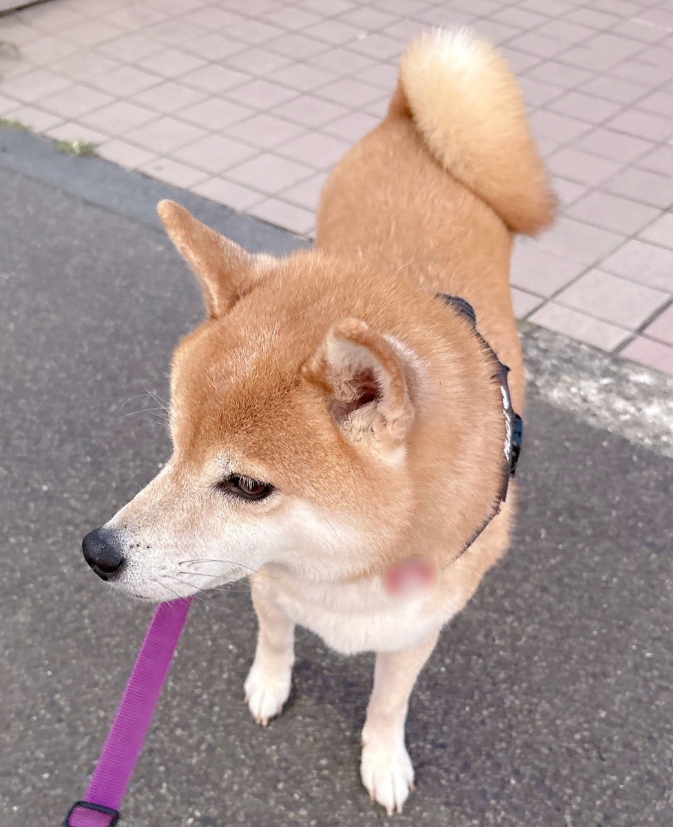 マーニャ様オーダー 柴犬 マーニャ様オーダー 柴犬 125万人と共に犬界