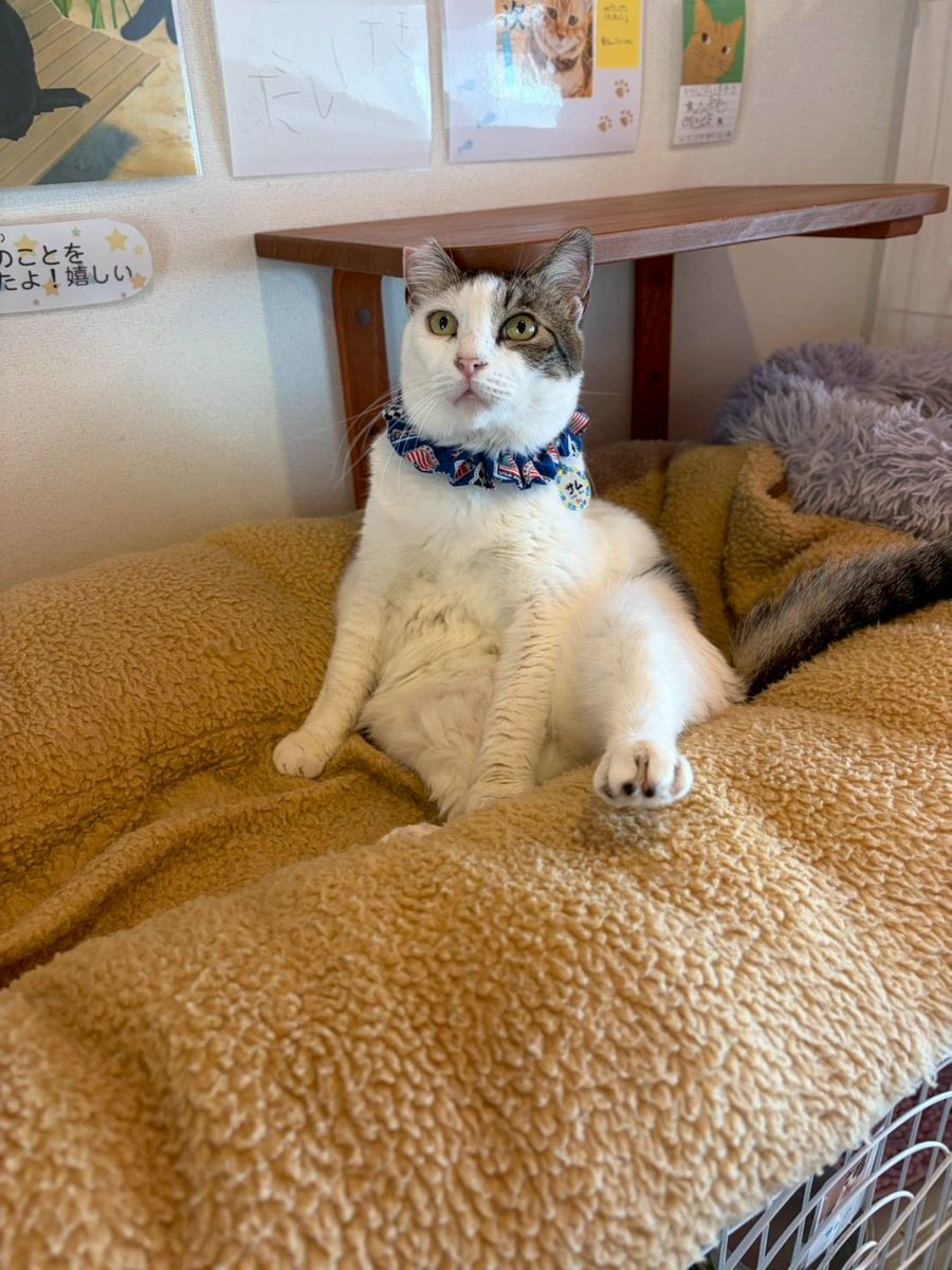 catcafesakura2's tweet photo. 一体上に何があるんだろうね🤭
ラスト推しニャンがんばれ！
在籍期間7/31迄

 #さむ🌸
 #ラスト推しニャン
 #在籍期間迫ってます
 #保護猫カフェさくら2号店
 #保護猫 #里親募集中 #埼玉 #越谷 #エイズキャリア https://t.co/ga64r7v4tP
