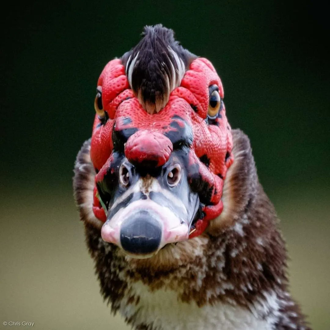 AmazingNature00's tweet photo. Face within a face. https://t.co/6lCo1deeOw