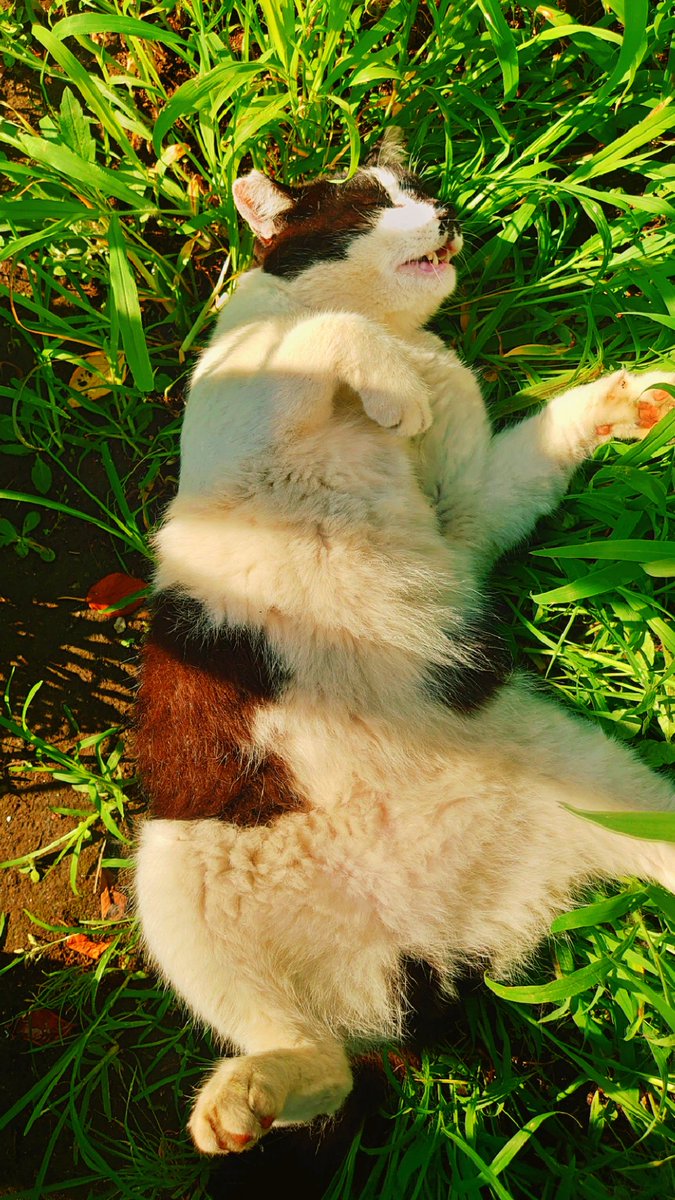 ハチワレ