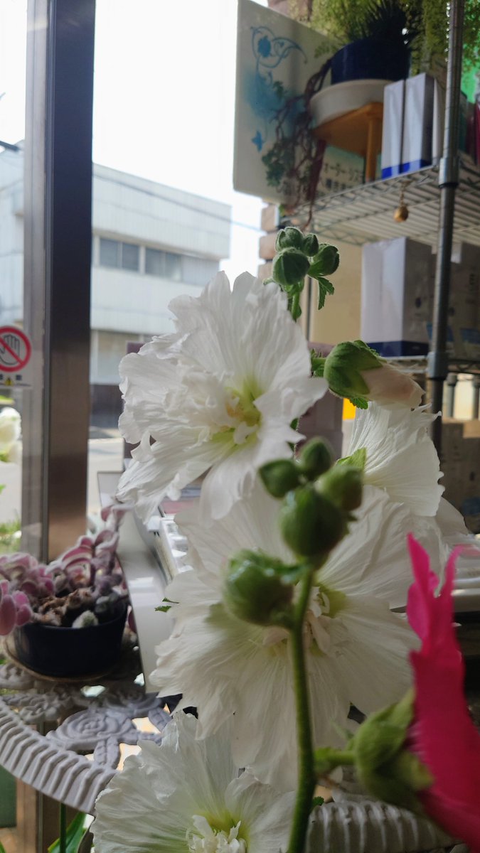 miyawakikenkou's tweet photo. おはようございます！ https://t.co/DOEYqL3Qnx