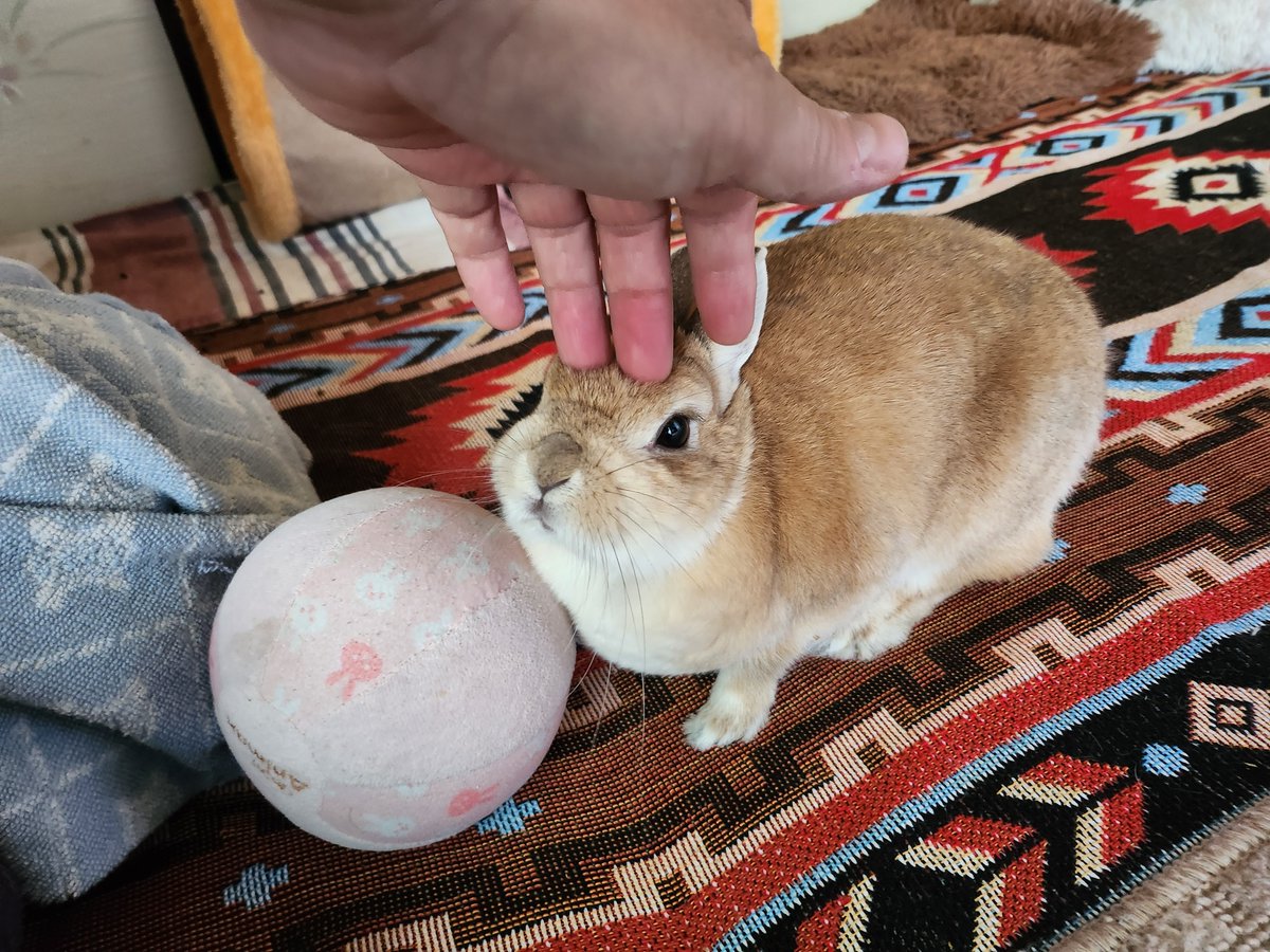 ゴンちゃん6歳になったよ お誕生日おめでとう