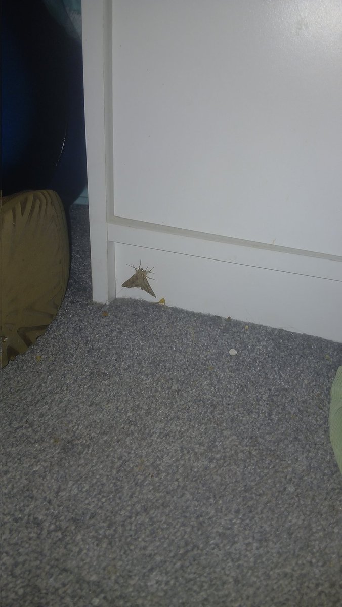 JessiRosae's tweet photo. This moth lowkey really alarmed me it kept bashing into walls I then thought it went under my door and stuck there so I crouched down all "hello little buddy..!" And it was a piece of cardboard I felt embarrassed https://t.co/TzJ1tIbB4J