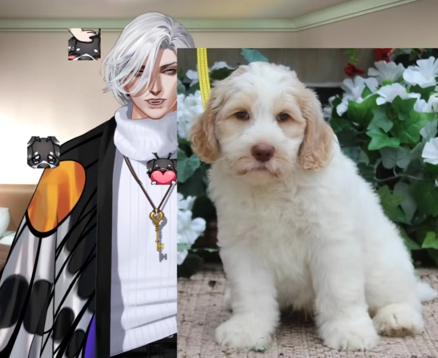 FeileacanCuOOC's tweet photo. [PUPPY UPDATE] DUKE, DUCHESS and ARC 🩶

🐶🐶🐶 #OshieteYoCuSensei https://t.co/X7te9RYTy7