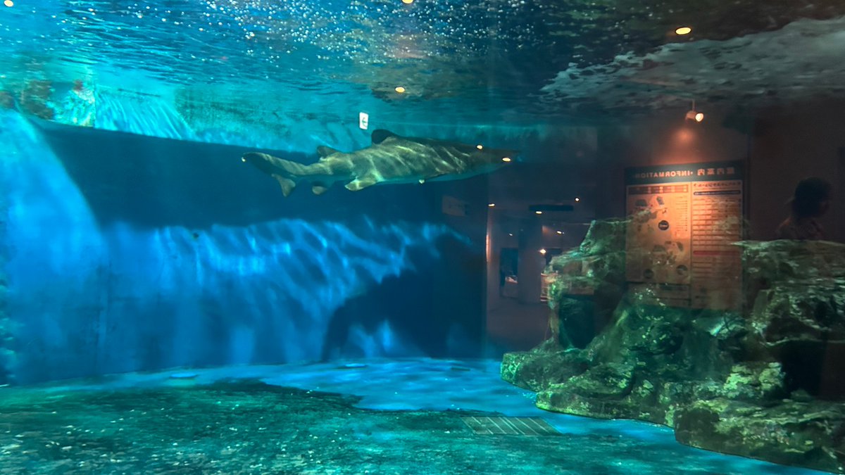 reiyers_cos's tweet photo. 🌟貸切の水族館でじっくり撮影するのにおすすめ🌟

東京都品川区
#しながわ水族館 撮影イベント🐠
2026年11月1日(日)
小さなかわいい魚から大きな生き物まで、いろいろな海の生き物と撮影を楽しめる人気のイベントです😊
詳細：https://t.co/QIg0ss1VJC

#麗yers
#reiyers https://t.co/MU3EkalHyb