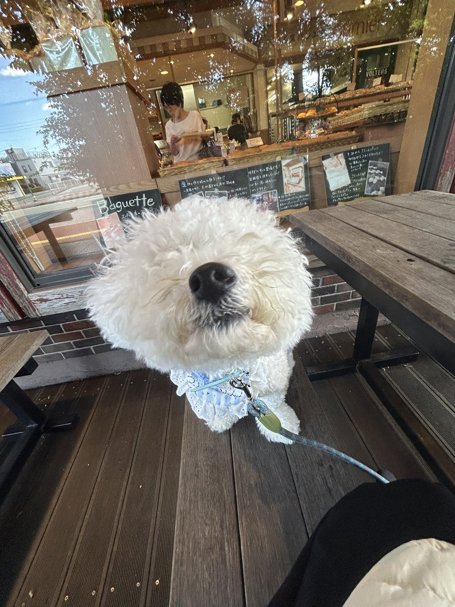 hanpenppen's tweet photo. パン屋に来たけど、鼻しかない https://t.co/SdQgPhzkc6