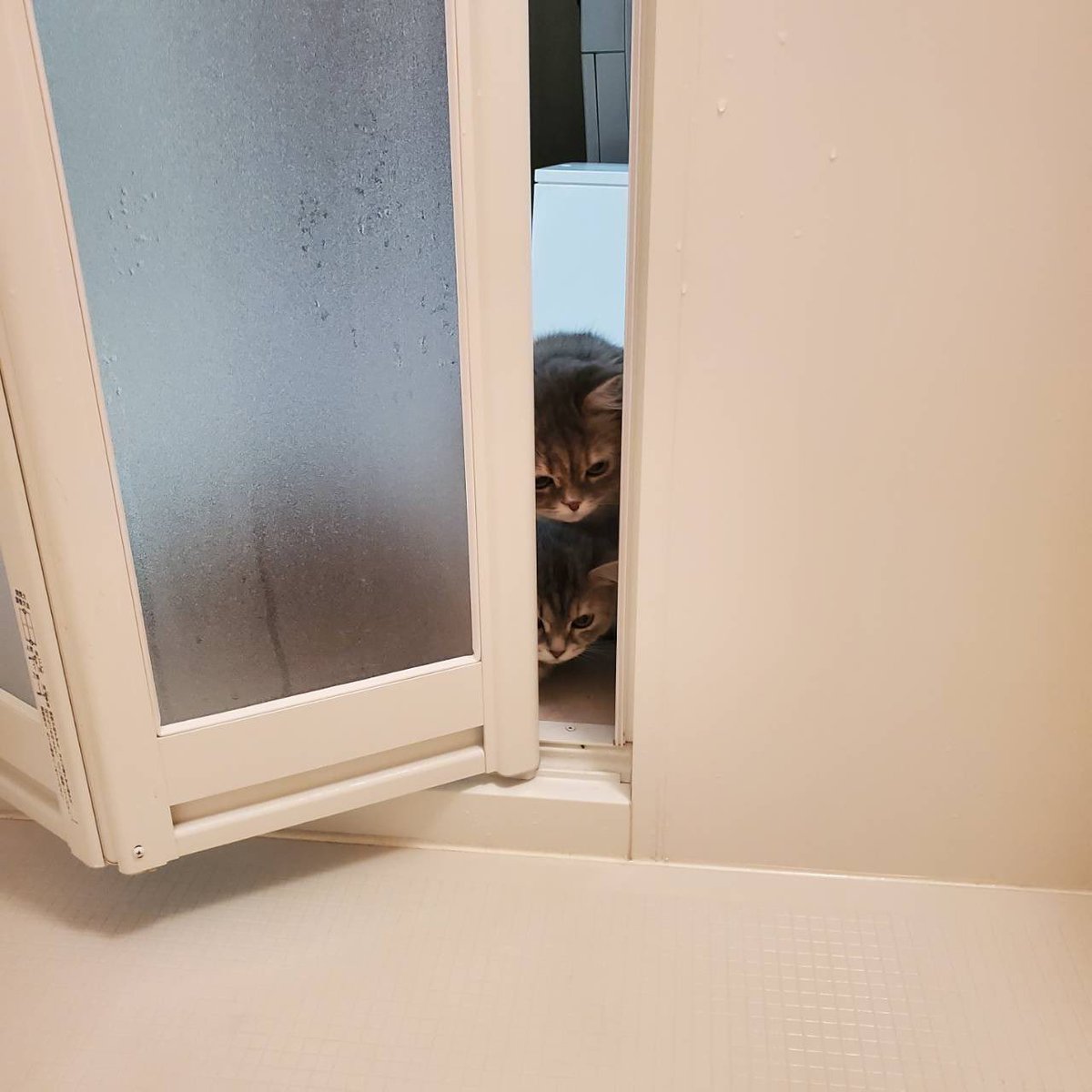 mariemugi2's tweet photo. 私が出掛ける時の猫達と
お風呂に入ってる時の猫達 https://t.co/C4iIuBZcEI