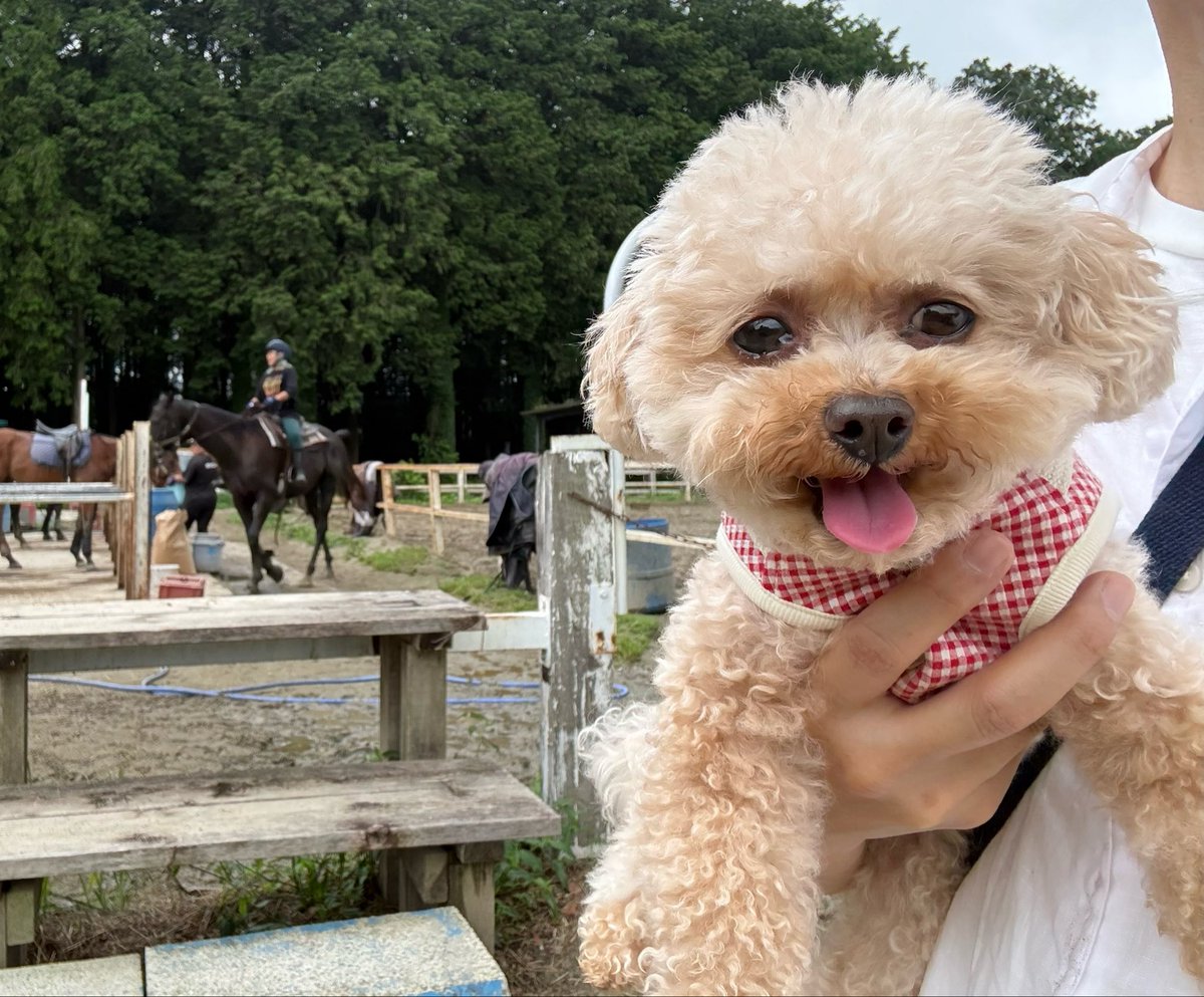 chocoperoro's tweet photo. 自然と人の賑わいに楽しそうなおチョコ🐶😊

#犬のいる暮らし #いぬすたぐらむ #doglife #poodle #イヌスタグラム https://t.co/aP73NTeN8g