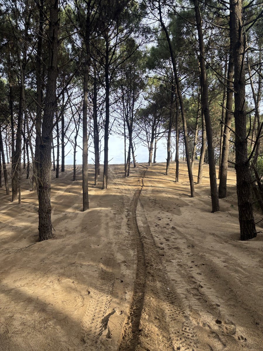 fuchsestefani1's tweet photo. Sale el sol y el mejor plan es correr por los médanos https://t.co/NMpmVWQpca