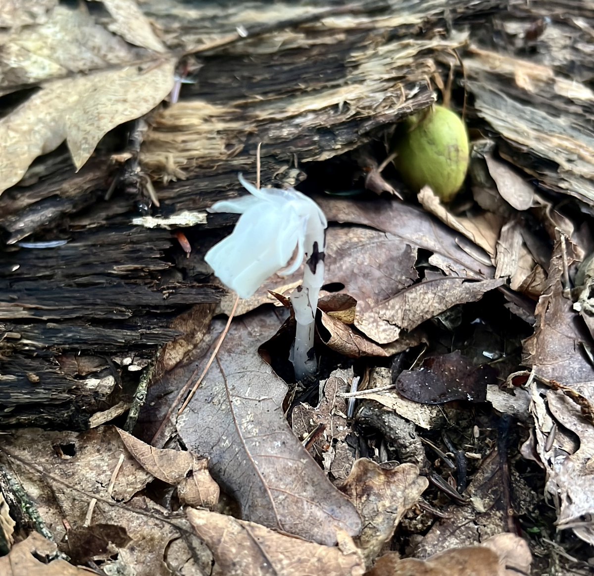 hadesplease's tweet photo. saw a ghost pipes for the first time today!!! so so cool. https://t.co/lJ822fWCW2