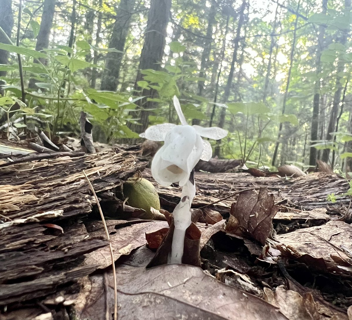 hadesplease's tweet photo. saw a ghost pipes for the first time today!!! so so cool. https://t.co/lJ822fWCW2