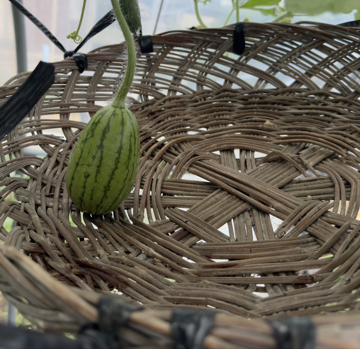 俺 もう絶対失敗しませんから🍉