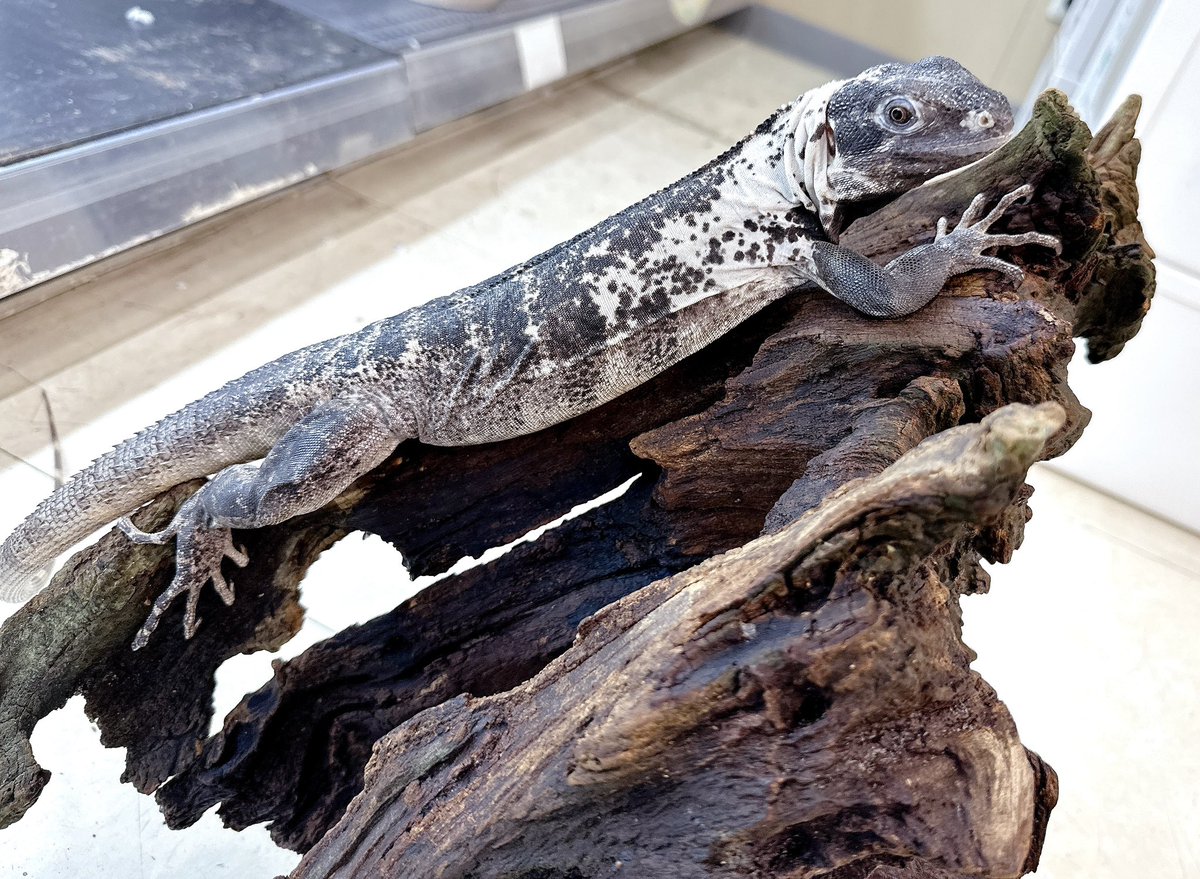 BPcrest's tweet photo. タイCBパンダトゲオイグアナ♀販売してます。右側の♀は成長とともに白抜けしてます。2頭とも大人しい個体になります。水槽を空けたいのでSALEします。 https://t.co/O2Dq8Ygp0K