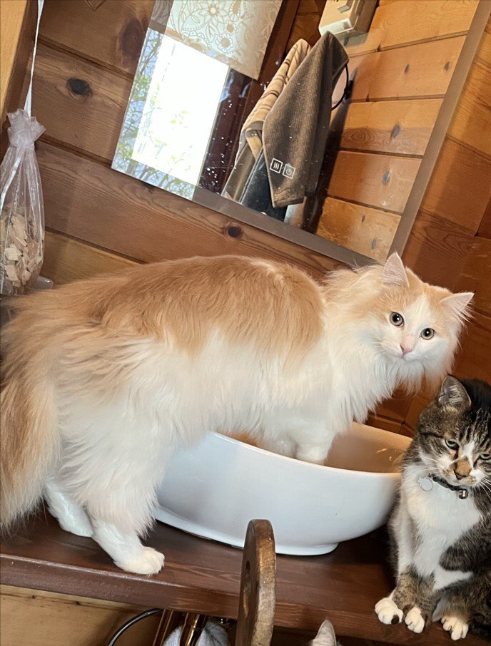 privateeye_pet's tweet photo. 【迷子猫を探しています‼️】

那須郡那須町高久乙
やまゆりの郷付近にて

7月7日から行方不明になりました💦

目撃した方はリプライやDMをいただけますと幸いです🙇‍♂️

名前：フェブ
性別：オス(去勢済み)
年齢：2歳半
特徴：白地の長毛
　　　人懐っこい
　　　ノルウェージャン・
　　　フォレストキャット
　　　頭のハチワレ背中が明るいベージュ

#迷子猫 #猫 #迷い猫 #栃木県 #那須郡 #那須町 #やまゆりの郷 #拡散希望 #迷子ペットを守りたい