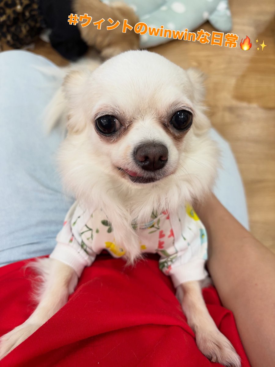 hogokensakai's tweet photo. 佇むウィンちゃんの周りをよく見ると⋯
みんな寝ているではありませんか！🤭

相変わらず今日も
あたしが1番よ😤と
クレスタちゃんと張り合っています💥

白さを保つため毎日おめめのふきふきも
頑張ってます💪✨

🏠里親さま募集中🐶
📛ウィント
6歳/女の子(避妊済み)
#ロングコートチワワ https://t.co/snKrrmSPE9
