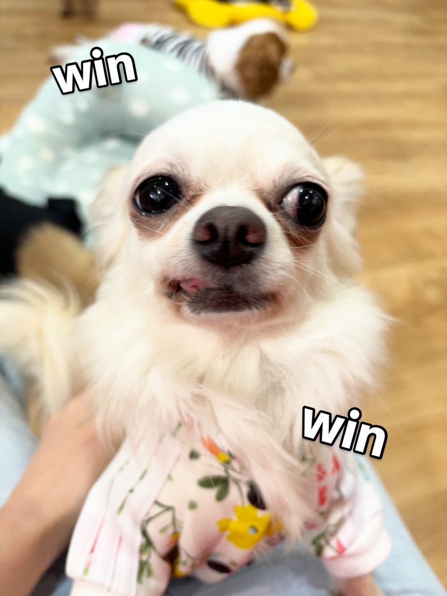 hogokensakai's tweet photo. 佇むウィンちゃんの周りをよく見ると⋯
みんな寝ているではありませんか！🤭

相変わらず今日も
あたしが1番よ😤と
クレスタちゃんと張り合っています💥

白さを保つため毎日おめめのふきふきも
頑張ってます💪✨

🏠里親さま募集中🐶
📛ウィント
6歳/女の子(避妊済み)
#ロングコートチワワ https://t.co/snKrrmSPE9