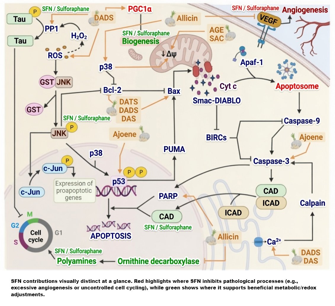 AllicinV's tweet photo. We are cool with BroccoV Keap1 Nrf2 synergistic AllicinV effects when it comes to Cancer and the human DNA Operating System. Two active molecules are better than one!
#Allicin #Garlic #AllicinV #AllicinM #Pathogens #Virus #Respiratory #Brain #cold #SARS #SARSCov2 #Covid #Covid19 #Cancer #Cardiovascular #Pulmonary #Respiratory #Heart #Vaccines #BroccoV #Keap1 #Nrf2 #Tumor #Tumorogenesis #Sulforaphane #Broccoli #VEGF #Telomerase #P53 #Ptau #Mitochondria #Antioxidant
https://t.co/Oa4ZAPRgdi
https://t.co/AZN31eOmJj