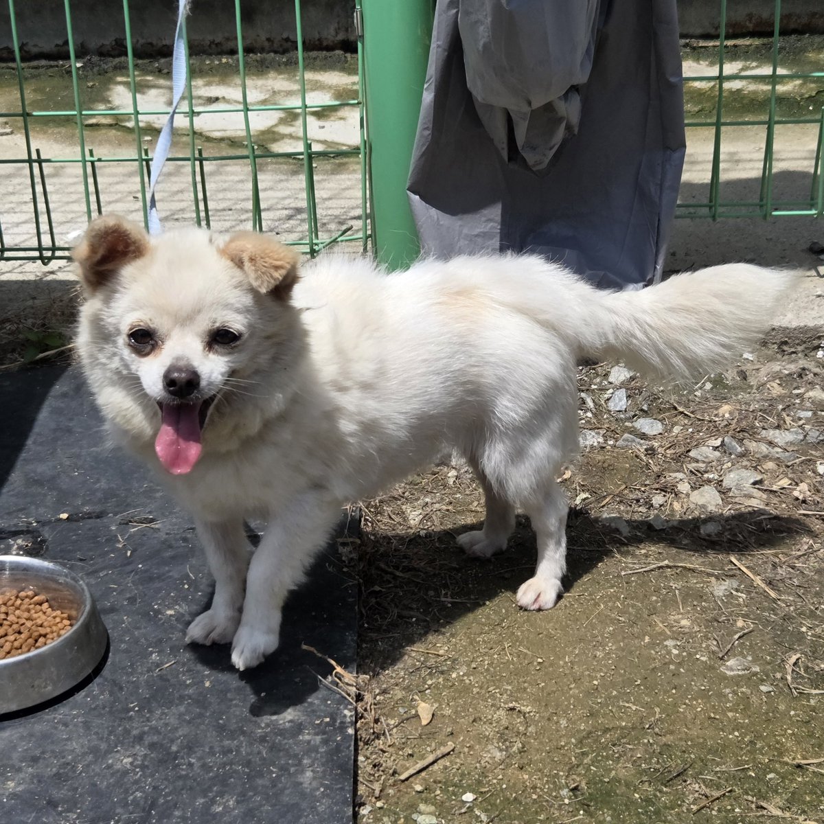 findmypaw's tweet photo. 보호소 앞에 유기된 아이. 털갈이 시기에 버려져서 죽은 털이 삐죽삐죽 나와있어요
입양문의가 있었지만 털빠짐이 걱정된다며 직전 취소당했어요. 당연히 털 많이 빠질 아이입니다.
매우 온순하고 사람을 좋아한대요. 새 가족이 되어주세요

신중한 입양 문의 부탁합니다
충남 예산보호소 041-339-7838 https://t.co/n6kbHHAHv8