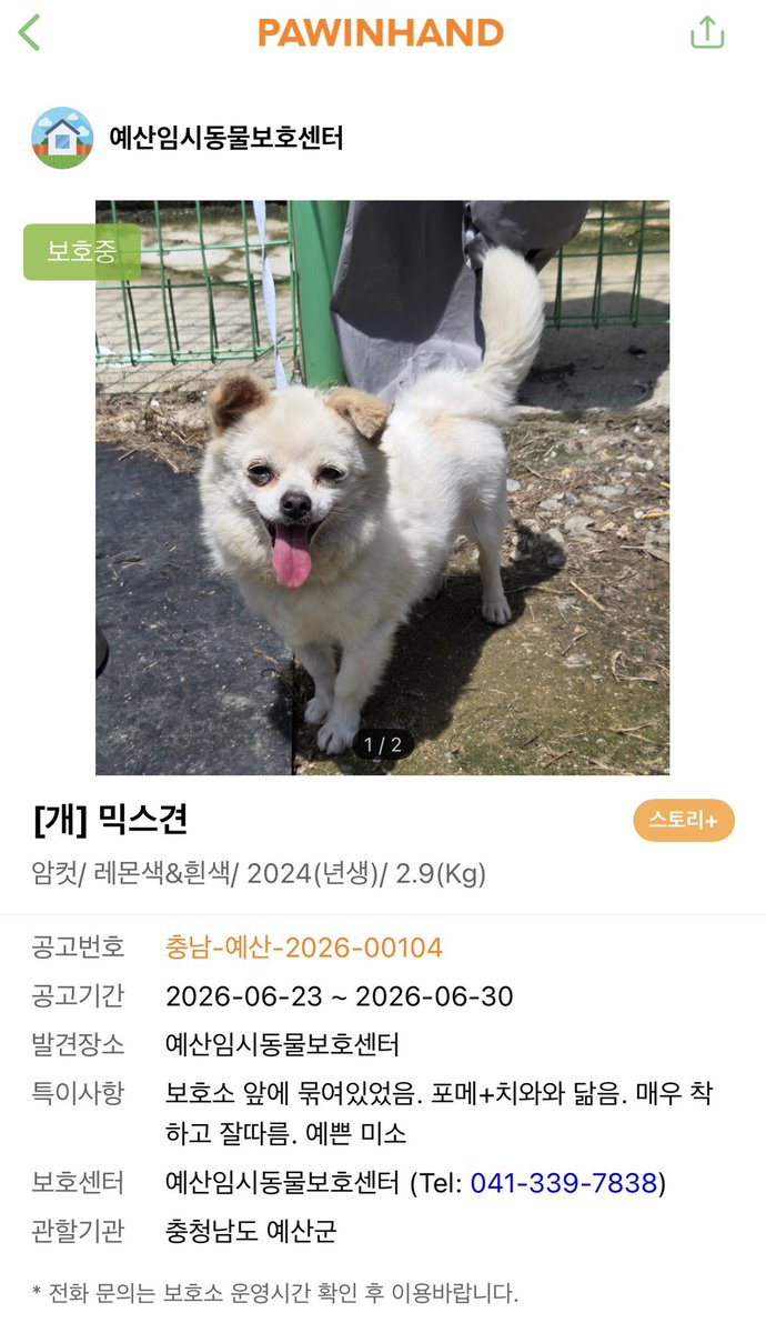 findmypaw's tweet photo. 보호소 앞에 유기된 아이. 털갈이 시기에 버려져서 죽은 털이 삐죽삐죽 나와있어요
입양문의가 있었지만 털빠짐이 걱정된다며 직전 취소당했어요. 당연히 털 많이 빠질 아이입니다.
매우 온순하고 사람을 좋아한대요. 새 가족이 되어주세요

신중한 입양 문의 부탁합니다
충남 예산보호소 041-339-7838 https://t.co/n6kbHHAHv8