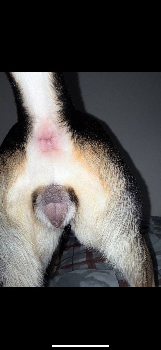 doggyanatomy's tweet photo. Repost on your furry accounts 👀 https://t.co/Du1OEz0Y8W