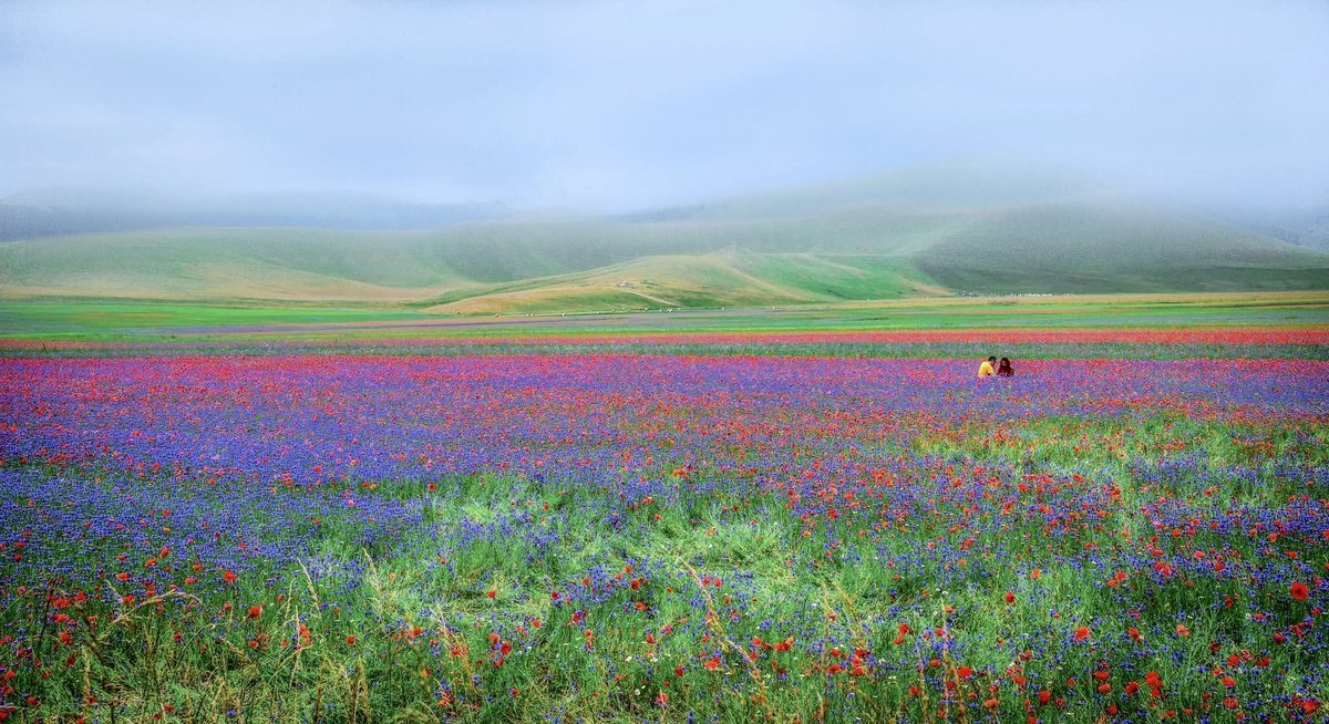 giulian79164431's tweet photo. Amici di X, guardate cos’è la fioritura in questi giorni delle lenticchie a Castelluccio  di Norcia! E’ uno spettacolo che una volta nella vita tutti dovremmo vedere. La natura quando vuole e’ meravigliosa! https://t.co/UAATJnLgzR