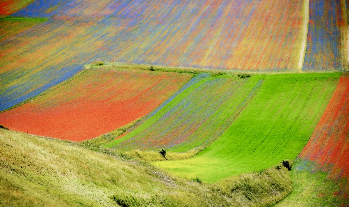giulian79164431's tweet photo. Amici di X, guardate cos’è la fioritura in questi giorni delle lenticchie a Castelluccio  di Norcia! E’ uno spettacolo che una volta nella vita tutti dovremmo vedere. La natura quando vuole e’ meravigliosa! https://t.co/UAATJnLgzR