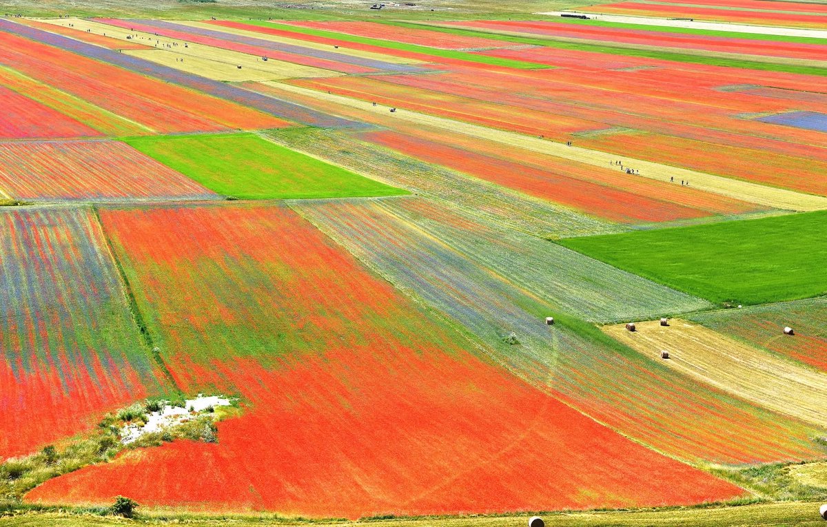 giulian79164431's tweet photo. Amici di X, guardate cos’è la fioritura in questi giorni delle lenticchie a Castelluccio  di Norcia! E’ uno spettacolo che una volta nella vita tutti dovremmo vedere. La natura quando vuole e’ meravigliosa! https://t.co/UAATJnLgzR